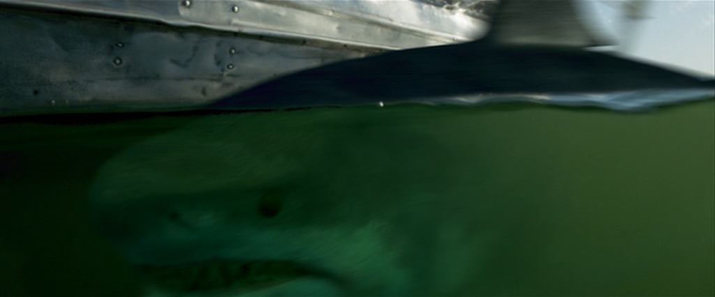 Great white shark swimming just below the surface near a boat.