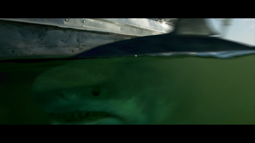 Great white shark swimming just below the surface near a boat.